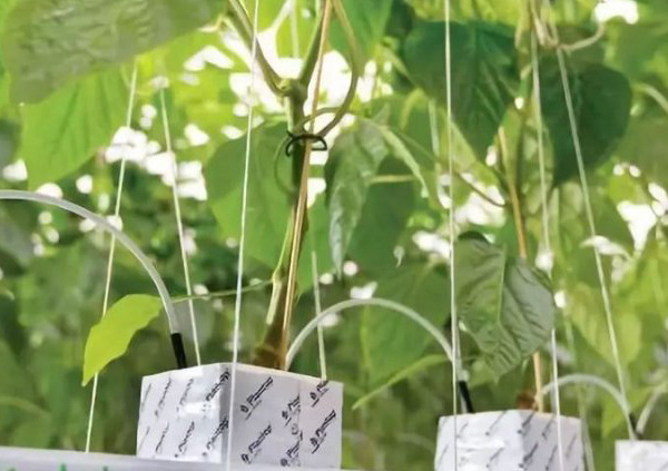 1657525508156397.jpg 3-4.jpg